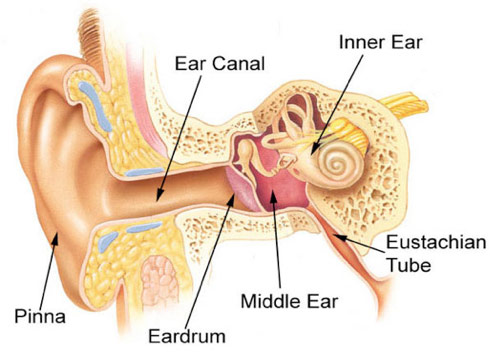 ear-tube
